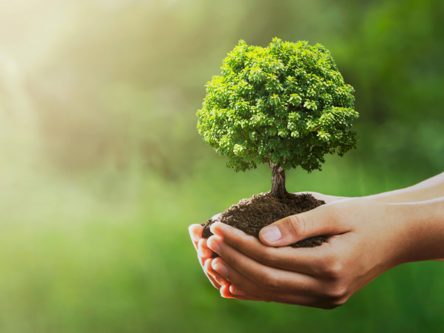 arbol