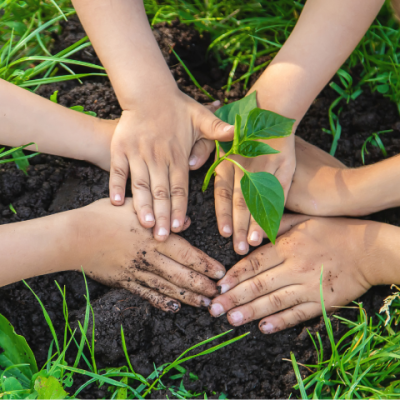 Reforestar