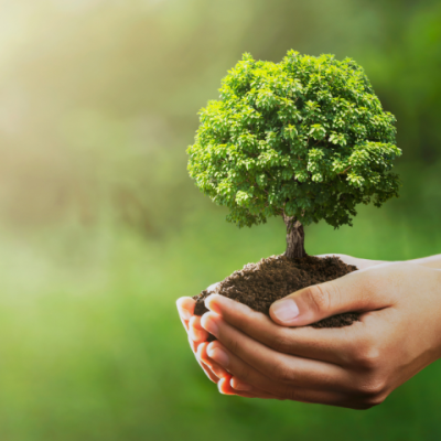 arbol